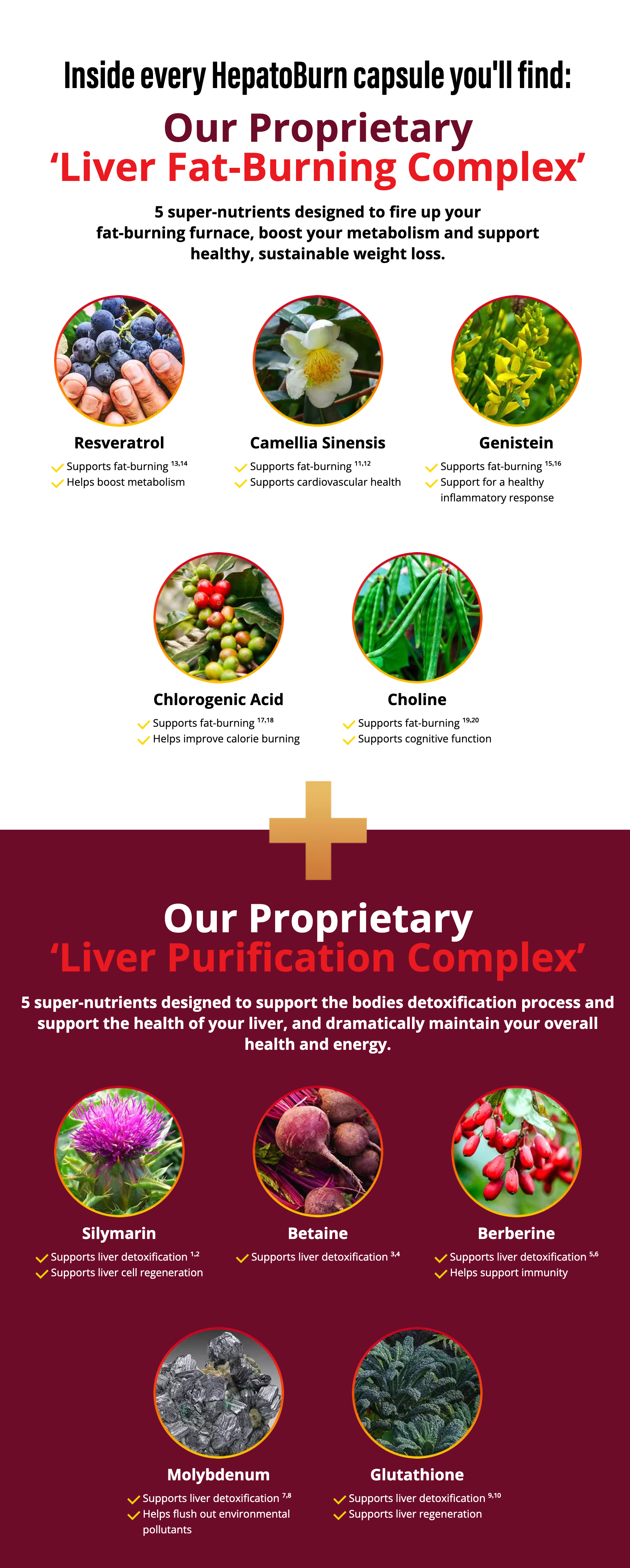 HepatoBurn Ingredients